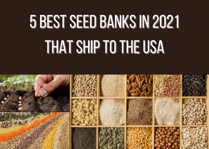 5 Best Seed Banks in 2021 That Ship to the USA