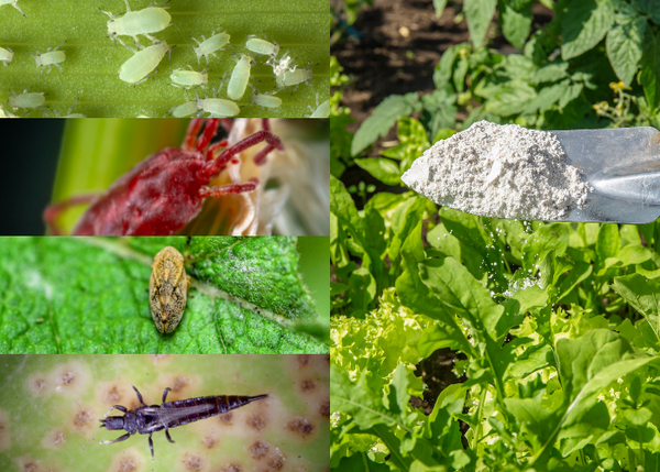 Best Organic and Natural Pest Control Products for Plants and Gardens Cultivation Chronicle