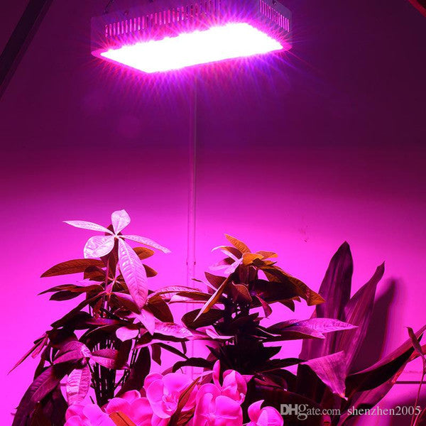 LED Lighting Produces Healthy Plants and Quality Yields