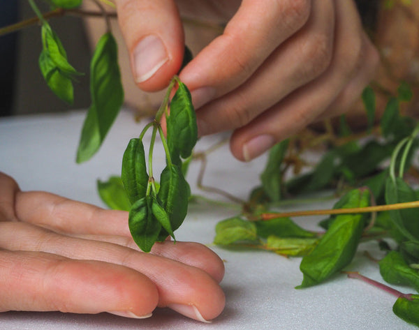 Raising Healthy Plants: Avoiding Hydroponic Root Rot