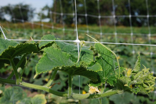 Trellis Netting 