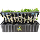 Roots showing from under the cloning collars