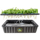 Reservoir filled with water and plants hanging with long roots