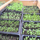 plants in pot holders