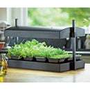 small living plants rooted and growing under the grow light lamp