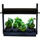 4 pots growing under the Heat Lamps