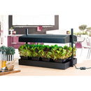 Leaves and lettuces growing under the heat lamp