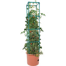 Heavy Duty Tomato Barrel (with Tower) Indoor Grow Set Ups