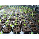 seedling trays in pot holders