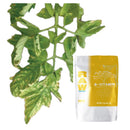 NPK RAW Magnesium Deficiency Solution